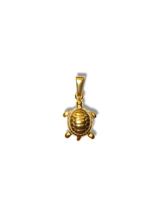 Turtle- tortuga